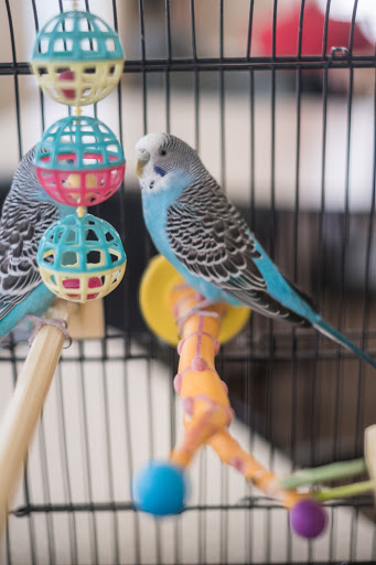 A vibrant blue budgerigar perched next to colorful toys inside its cage.