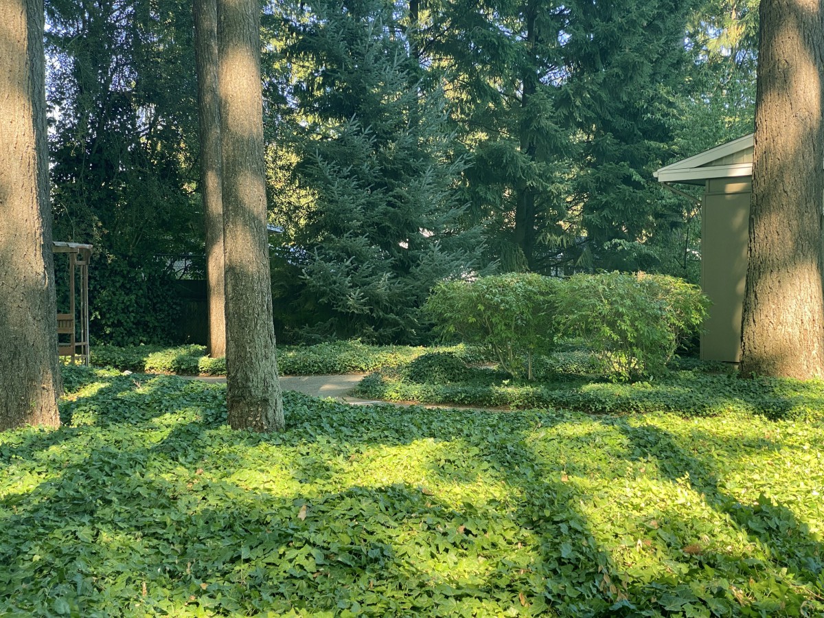 A serene forest scene with trees casting long shadows on lush greenery.