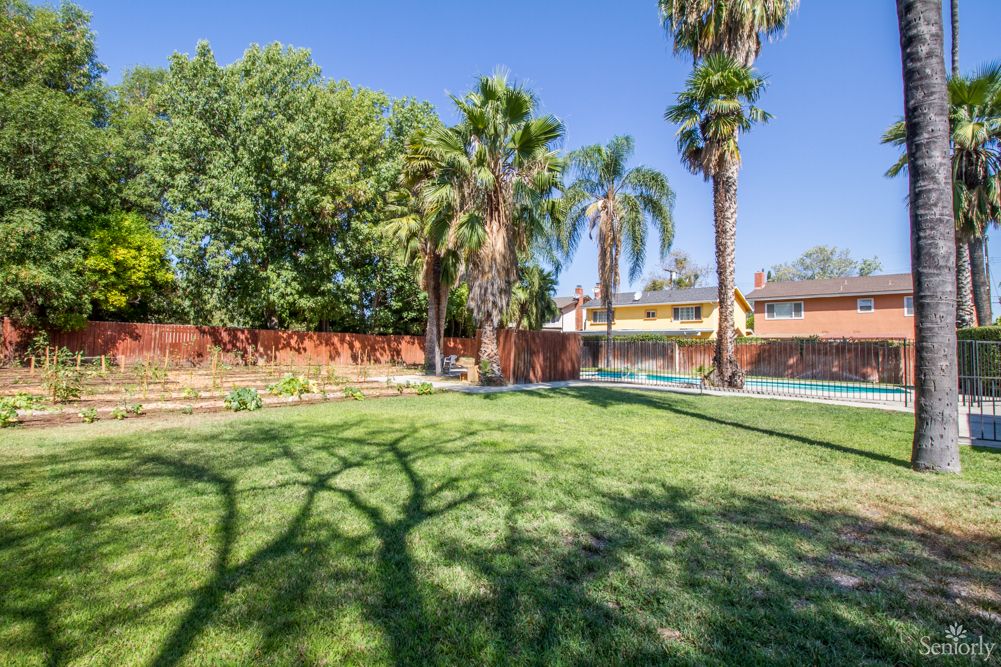 A sunny backyard with a grassy lawn and tall palm trees.