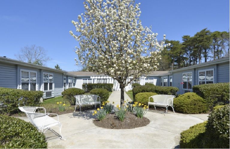 A peaceful courtyard with a flowering tree surrounded by benches and greenery.
