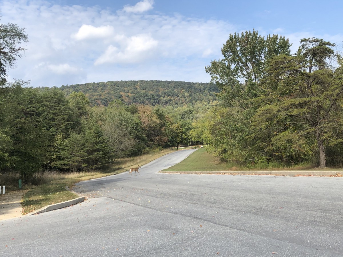 A quiet road surrounded by lush greenery and a clear blue sky in a natural setting.