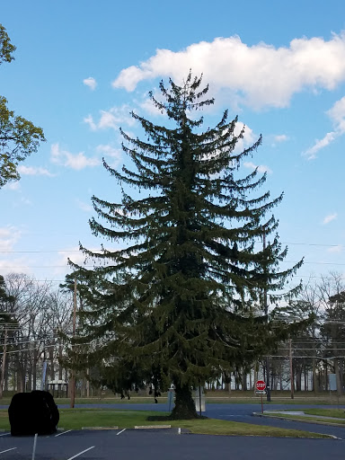 A tall evergreen tree stands against a clear blue sky, showcasing its distinct layered branches.