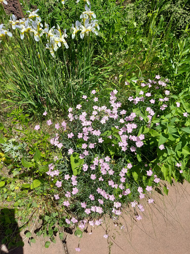 A vibrant display of pink flowers blooming amidst lush green foliage in a garden.