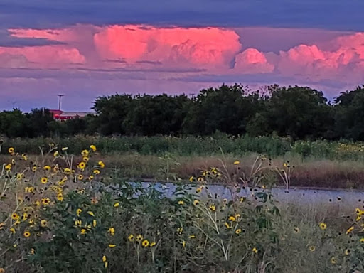 A serene landscape at sunset, showcasing vibrant clouds and wildflowers by the water.