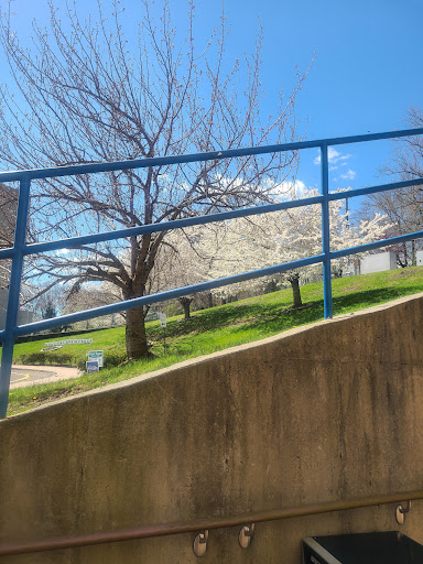 A vibrant spring day captured with a blue railing leading down towards a grassy area, framed by blossoming trees under a clear sky.