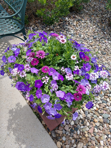 A vibrant display of purple flowers in a garden planter.