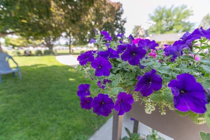 A vibrant cluster of purple petunias in a garden setting.
