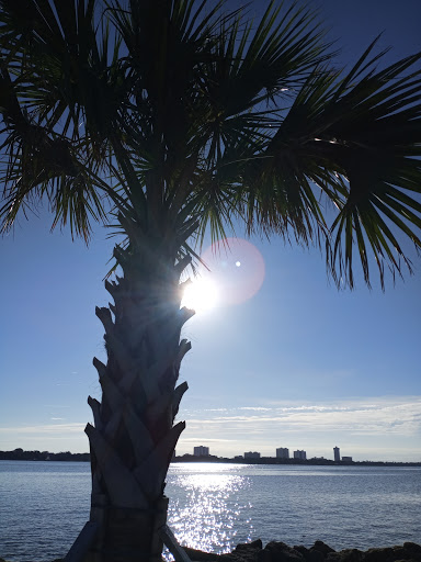 A serene view of a palm tree silhouetted against the sun and shimmering water, with a city skyline in the background.