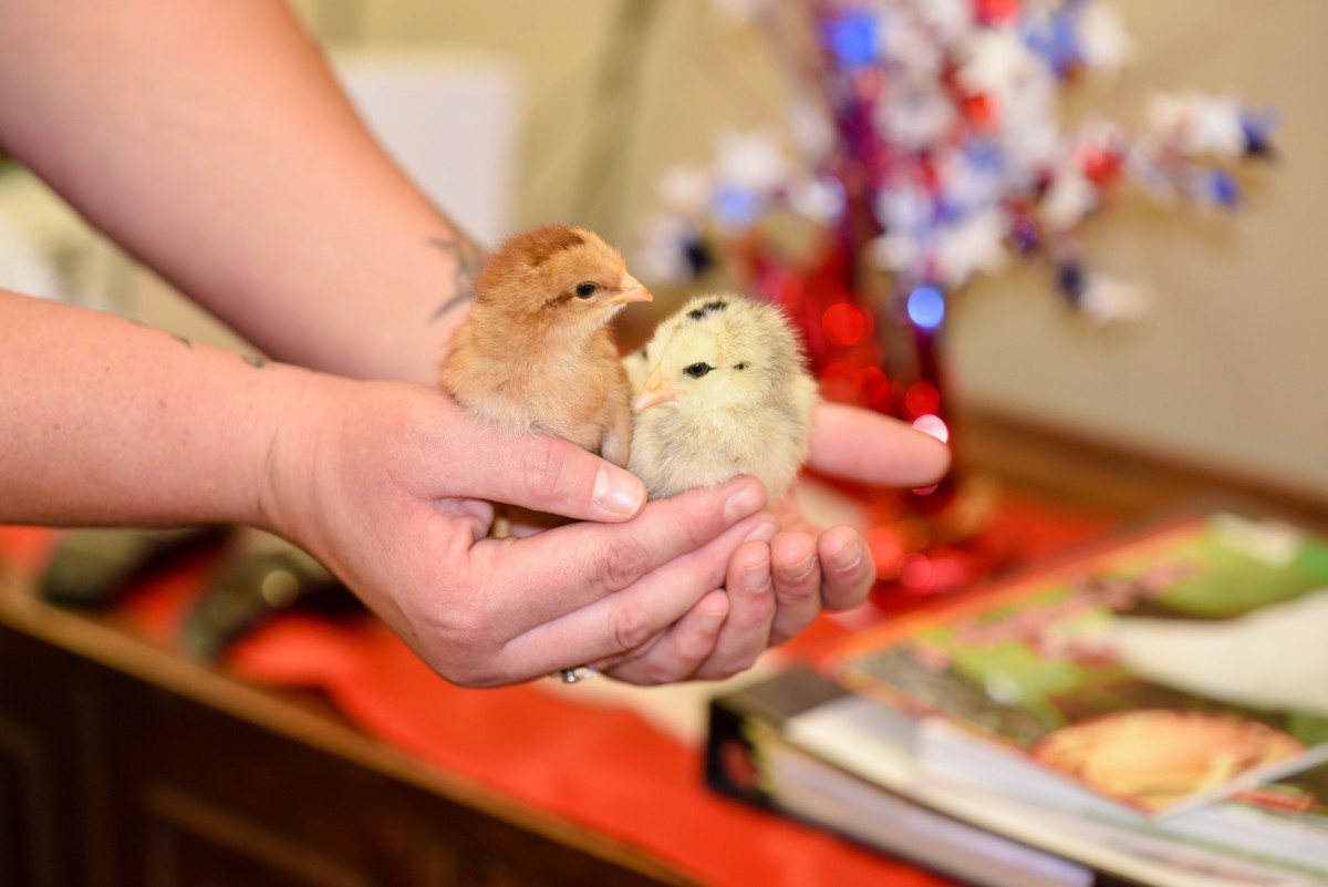 A pair of fluffy chicks being gently held in hands.