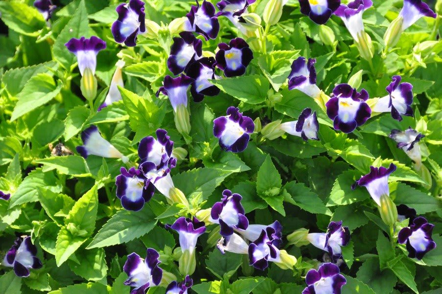 HomeLife In The Gardens
