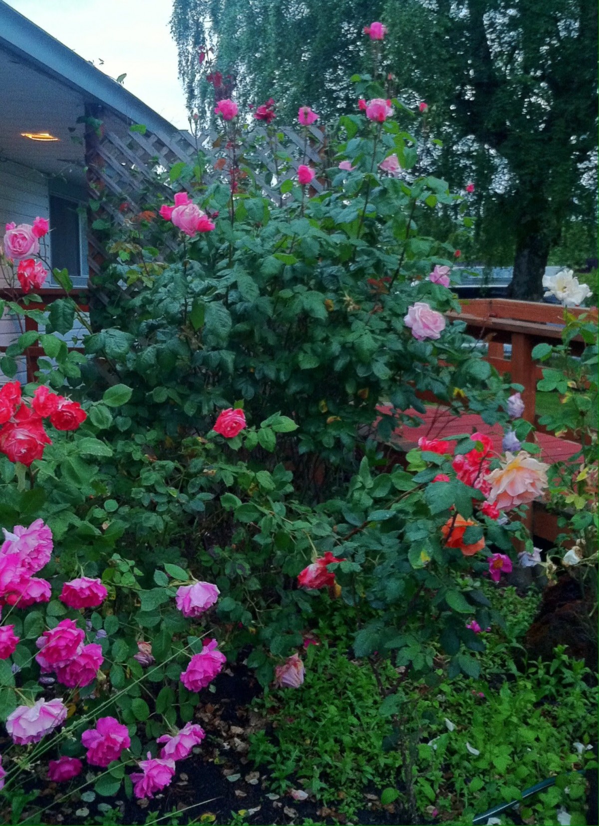 A lush garden filled with vibrant, blooming roses and rich greenery.