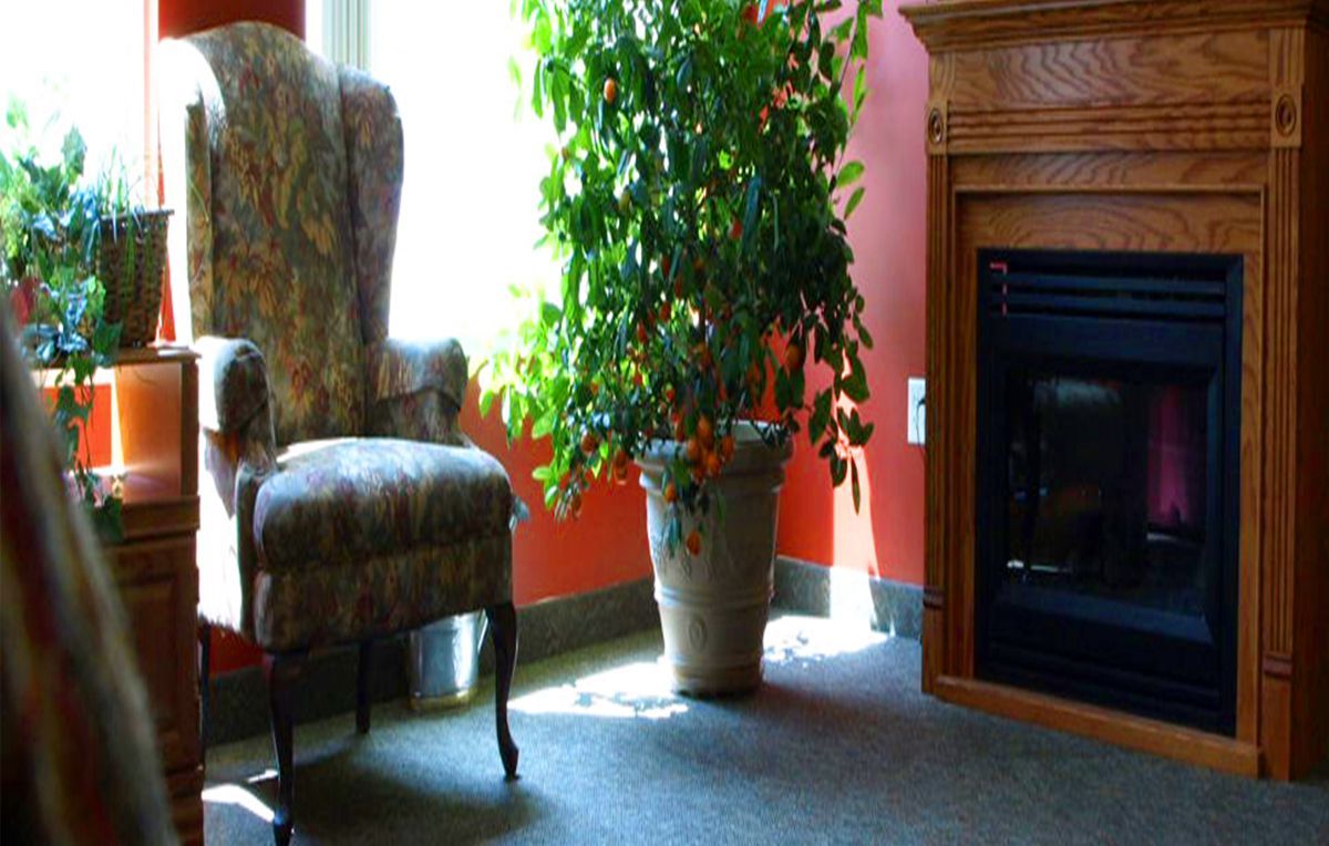 A cozy living room corner with an armchair, a large potted plant, and a fireplace.