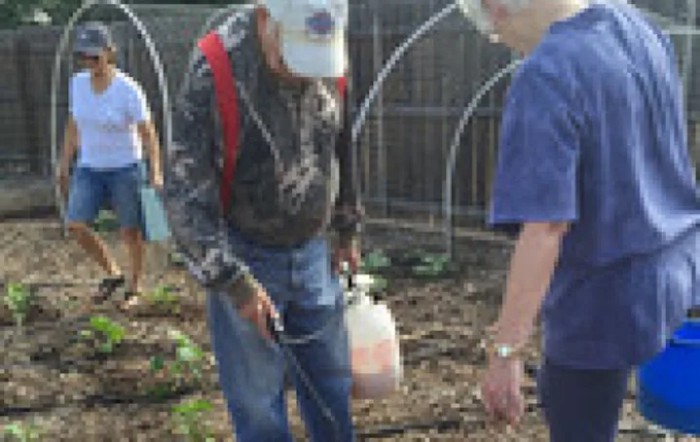 People working together in a garden, using a spray bottle.