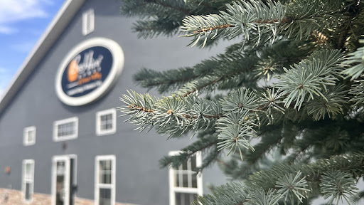 A close-up of evergreen branches in front of a gray building.