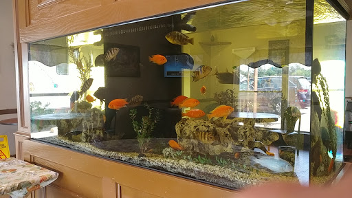 A vibrant aquarium filled with various tropical fish swimming in clear water.