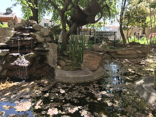 A serene garden featuring a small pond surrounded by rocks and lush greenery.