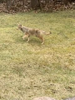 A coyote roaming in an open grassy area.