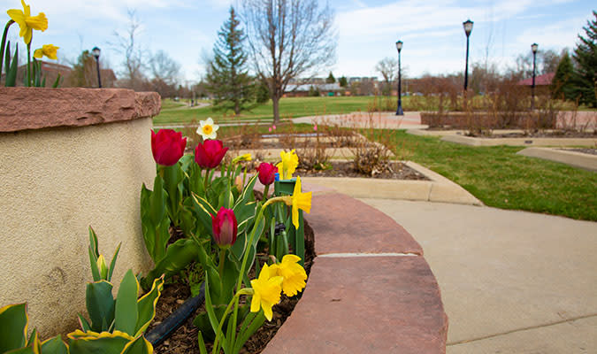 A colorful display of red tulips and yellow daffodils in a park setting, signaling the arrival of spring.