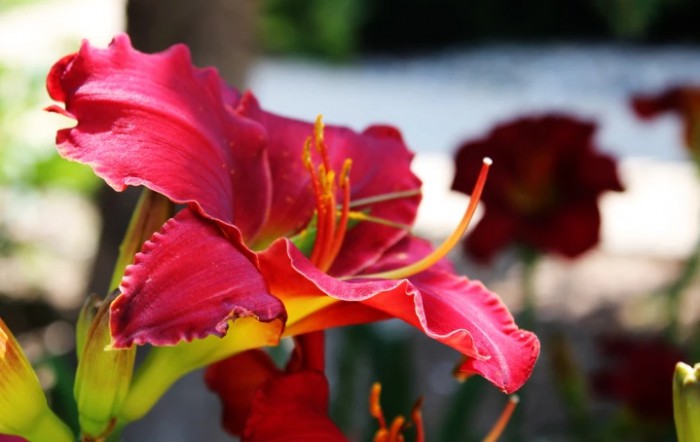 A vibrant pink daylily in full bloom, showcasing its delicate petals and vivid colors in a garden setting.