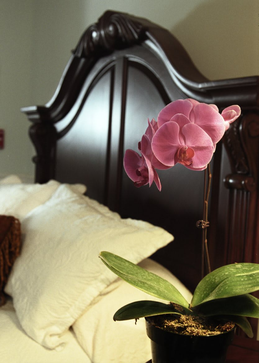 A vibrant orchid adds a touch of elegance to the bedroom decor.