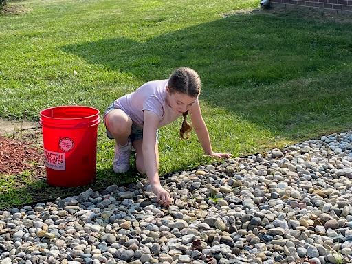 A child exploring and picking up stones in the garden.