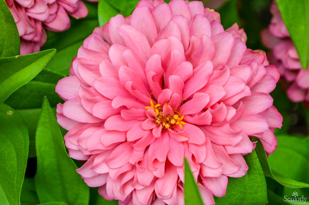 A vibrant pink zinnia flower in full bloom surrounded by lush green leaves.