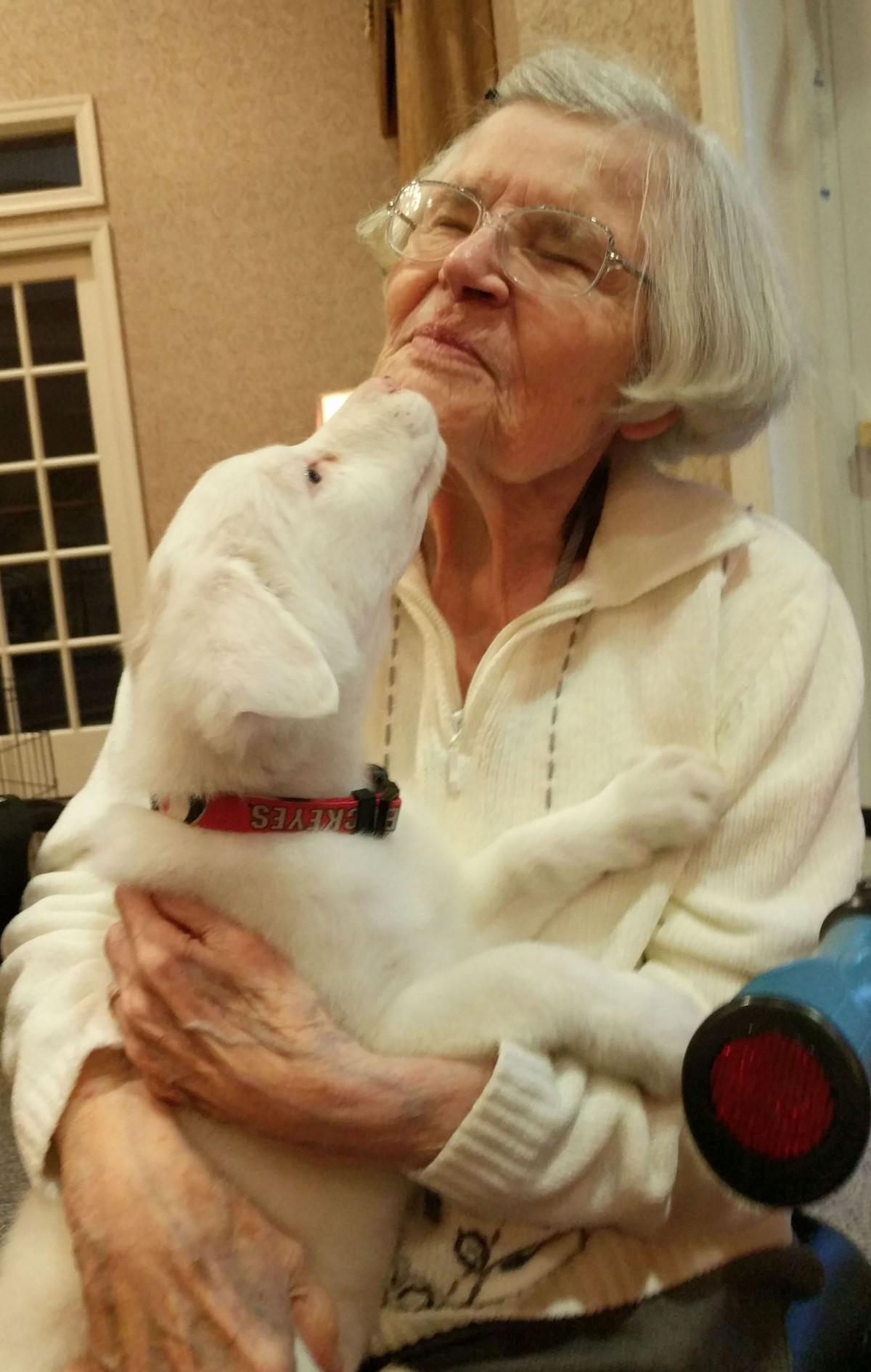 An elderly woman shares a tender moment with a playful puppy indoors.