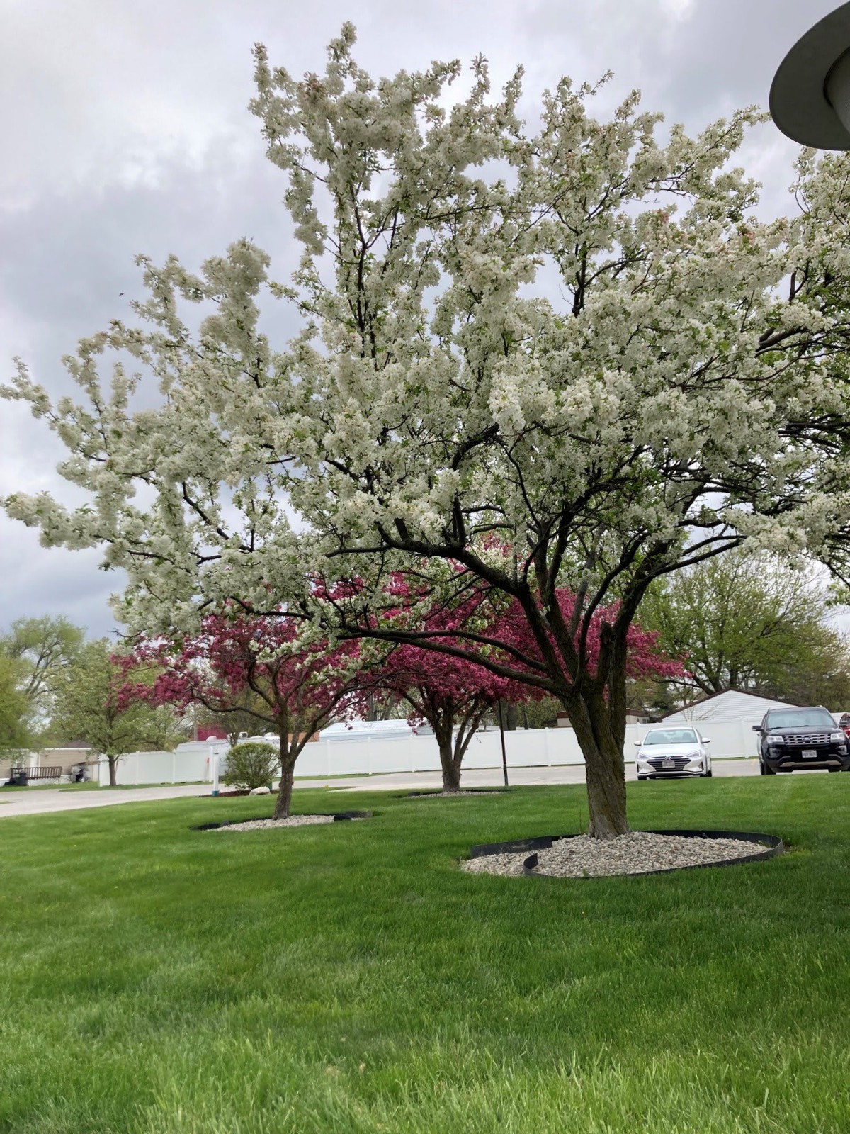 A serene spring landscape featuring blossoming trees with vibrant white and pink flowers against a lush green lawn.