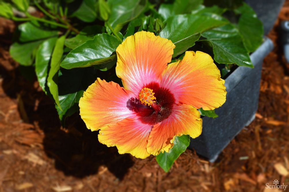 A vibrant hibiscus flower in shades of yellow and orange with lush green leaves.