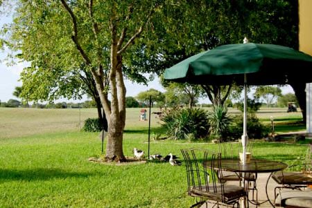 A serene outdoor space featuring a green umbrella, a table and chairs set up under the trees, surrounded by lush grass and greenery.