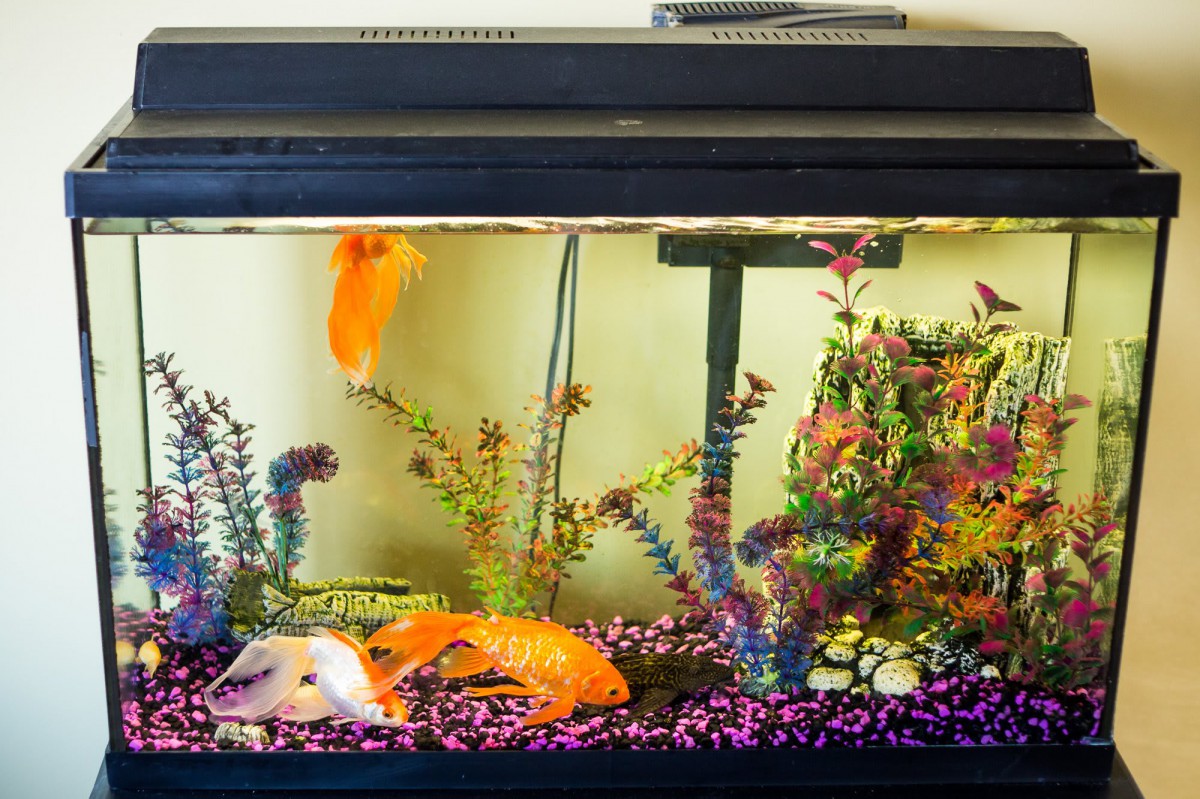 A colorful aquarium with goldfish, plants, and decorative elements.