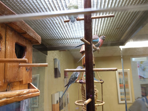 Two parakeets exploring their habitat in a cozy indoor aviary.