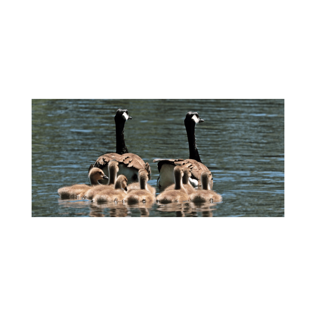 A family of geese swimming together on a calm body of water.