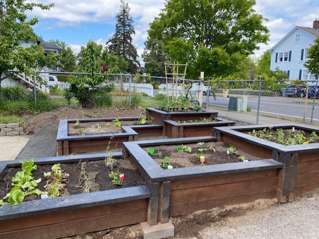 A community garden featuring multiple raised beds with young plants and vegetables.