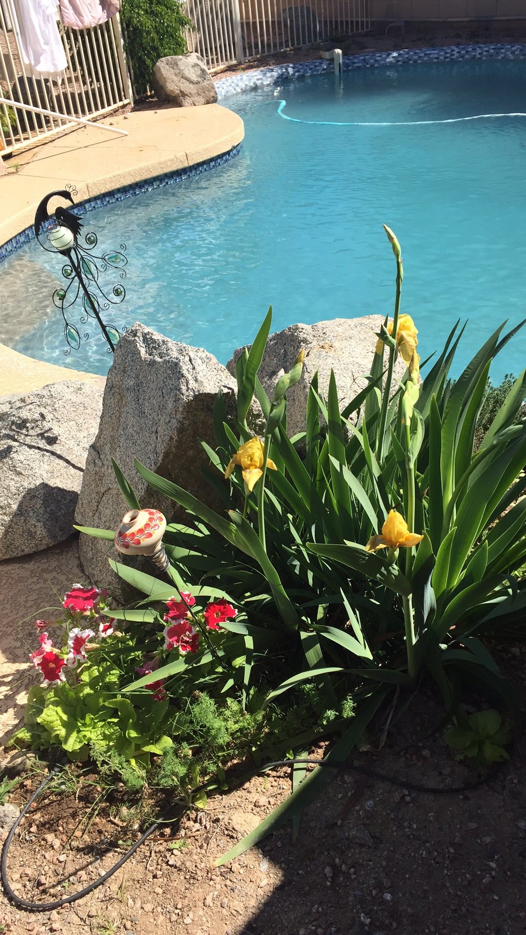 A vibrant garden with yellow and red flowers beside a peaceful pool.