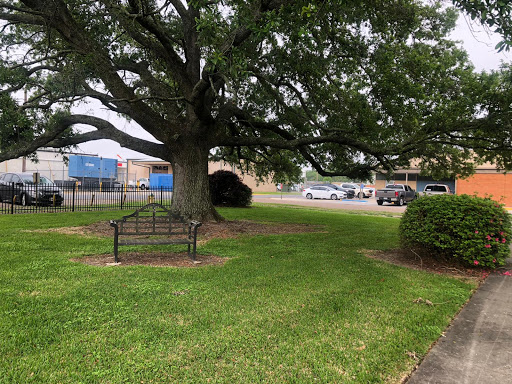 A serene park area featuring a large tree and a bench for relaxation.