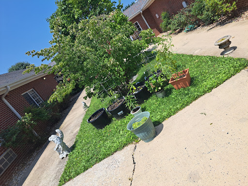 A sunny garden scene with various potted plants arranged on the grass.