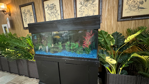 A beautifully arranged aquarium featuring lush plants and vibrant blue gravel.