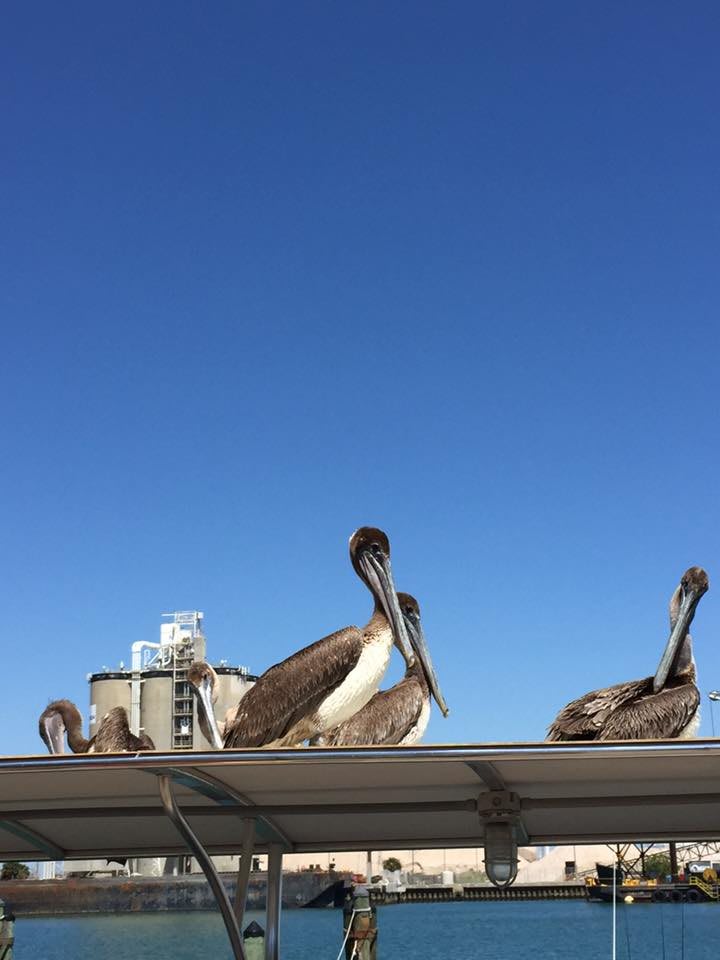 A group of pelicans perched on a rooftop against a clear blue sky.