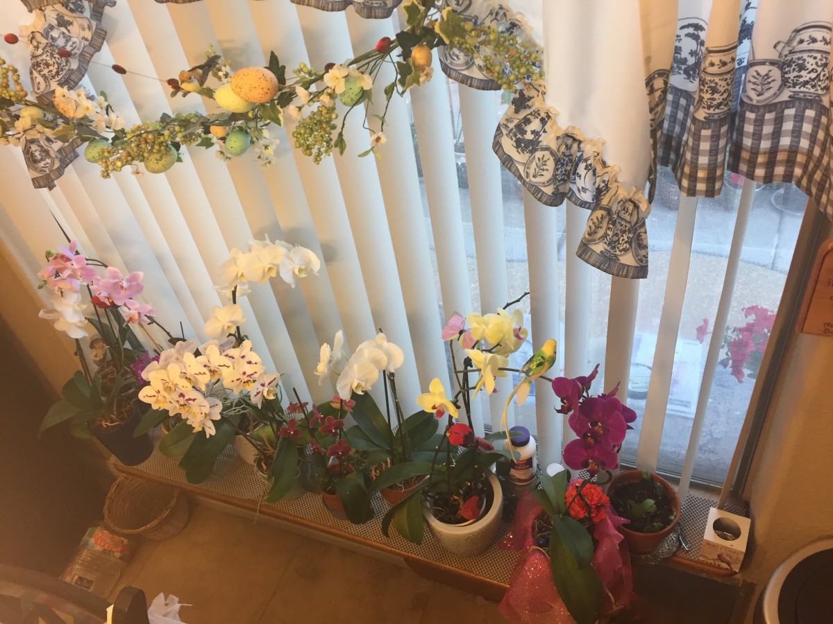 A variety of orchids and potted plants are arranged by a window with vertical blinds, adding a touch of nature to the indoor space.