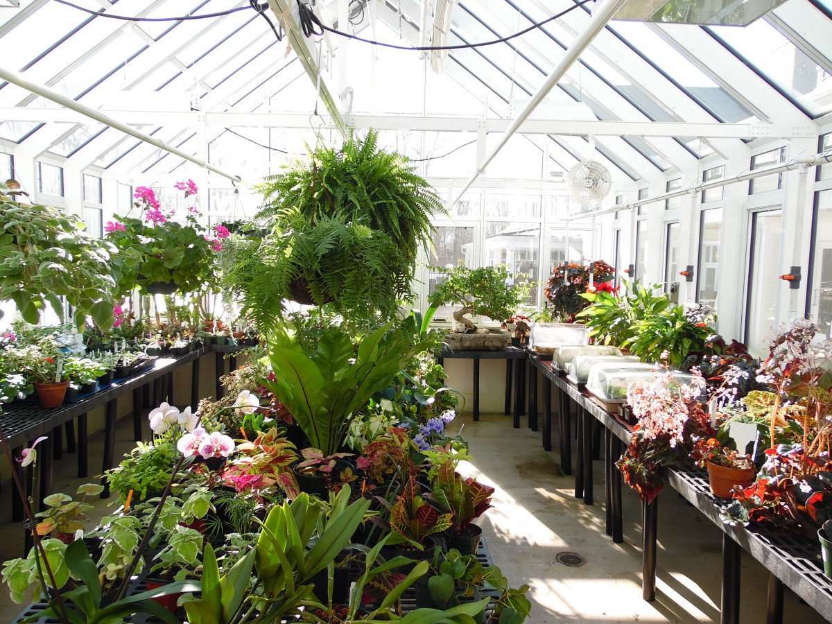 A lush greenhouse filled with a variety of plants and flowers basking in sunlight.