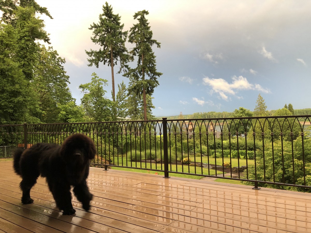 A poodle stands on a wooden deck overlooking a garden with tall trees and a cloudy sky.