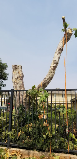 A tall tree with a prominent branch reaching over a fence, surrounded by greenery.