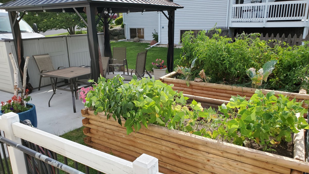 A backyard with raised wooden garden beds filled with plants, beside a patio area with chairs and a pergola.