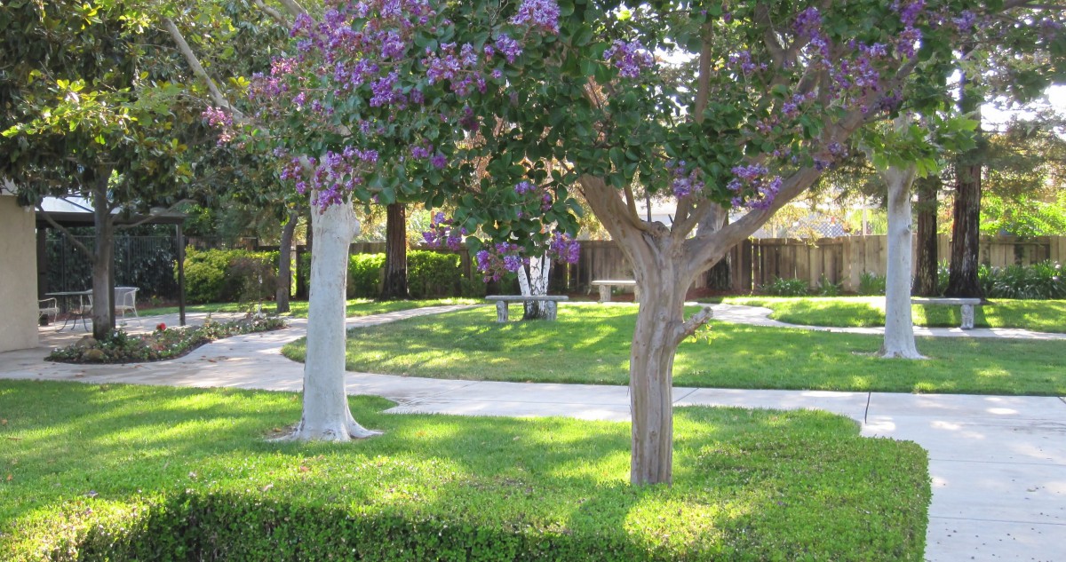 A serene park with lush green grass, blossoming trees, and winding pathways.