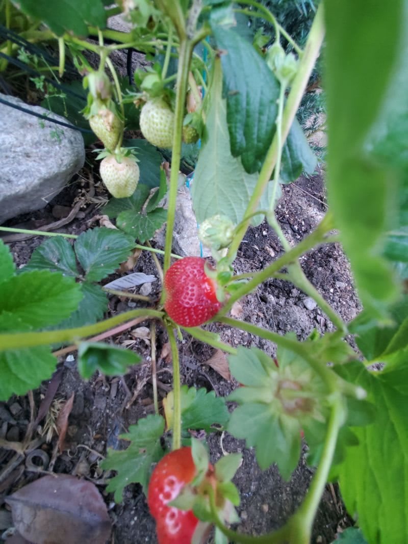 A ripe strawberry growing among unripe ones in a garden.