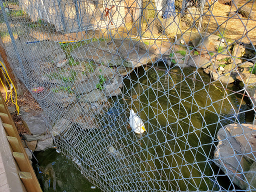 A view of a section of netting above a body of water, with leaves and debris scattered nearby.