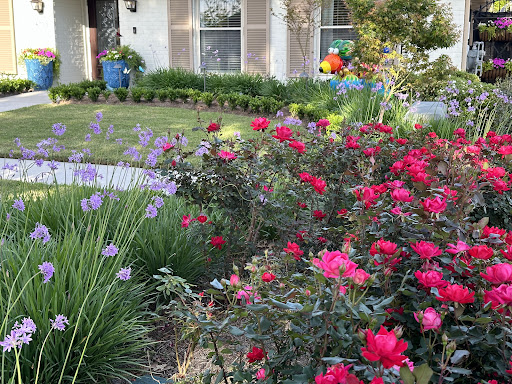 A vibrant garden filled with blooming roses, adding charm to a lovely home.