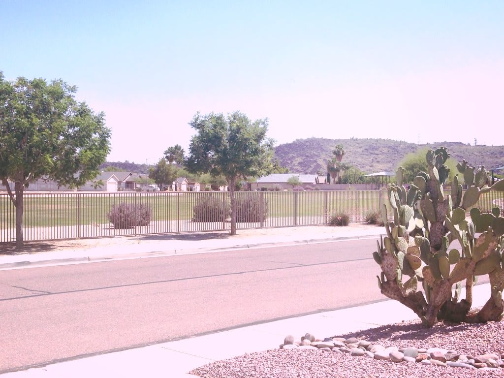 A sunny desert road lined with trees and cacti, with a fence and mountain in the background.