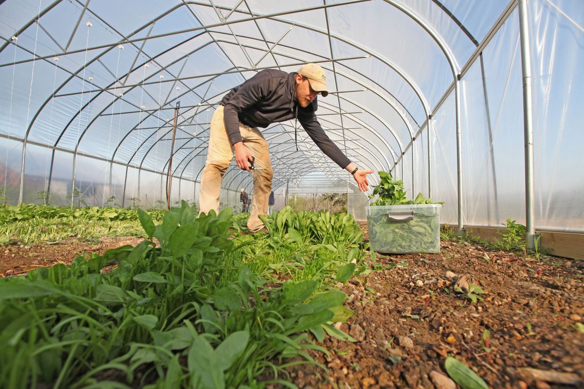 A person tending to plants inside a greenhouse.